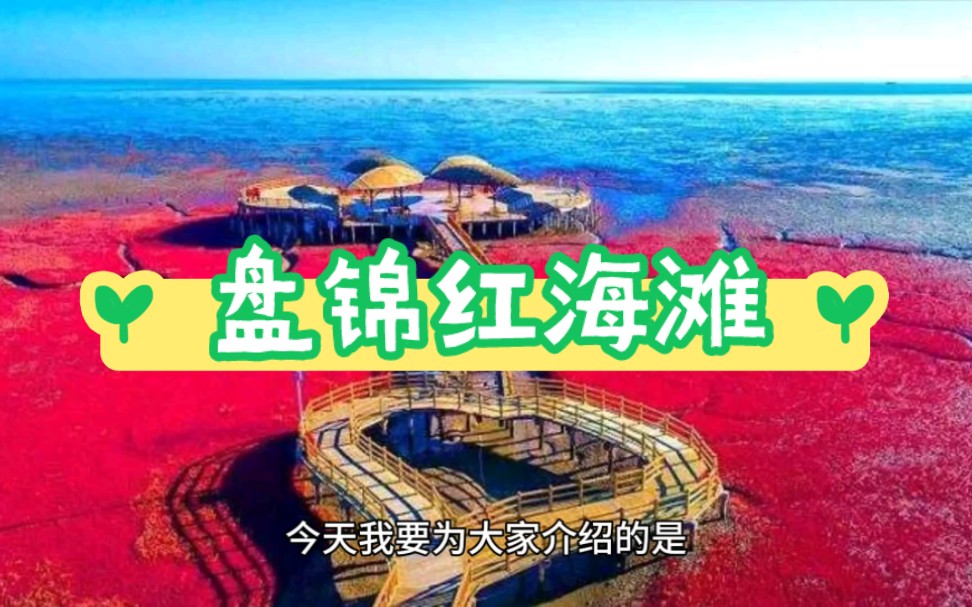 盘锦红海滩 真是一片红啊