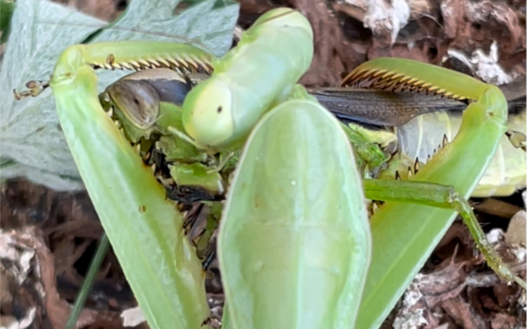 因为无聊,所以无聊地看螳螂吃东西