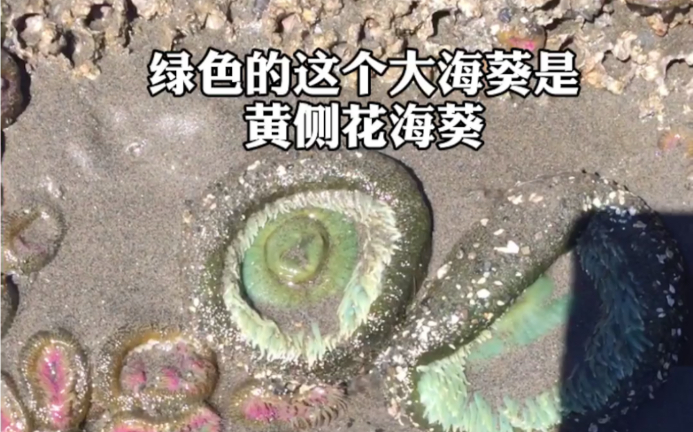 【亮记生物鉴定】美国这个海滩全是大海葵哔哩哔哩bilibili