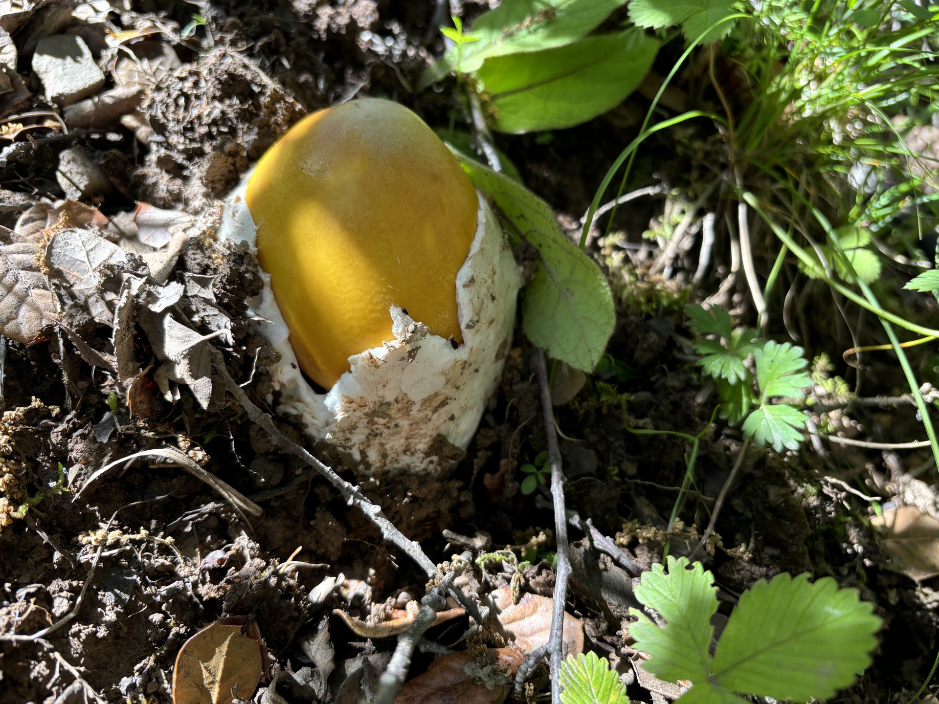 两个小时满满一大筐的鹅蛋菌.