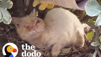 救援一只失明的水晶蓝眼睛邋遢小野猫 @柚子木字幕组