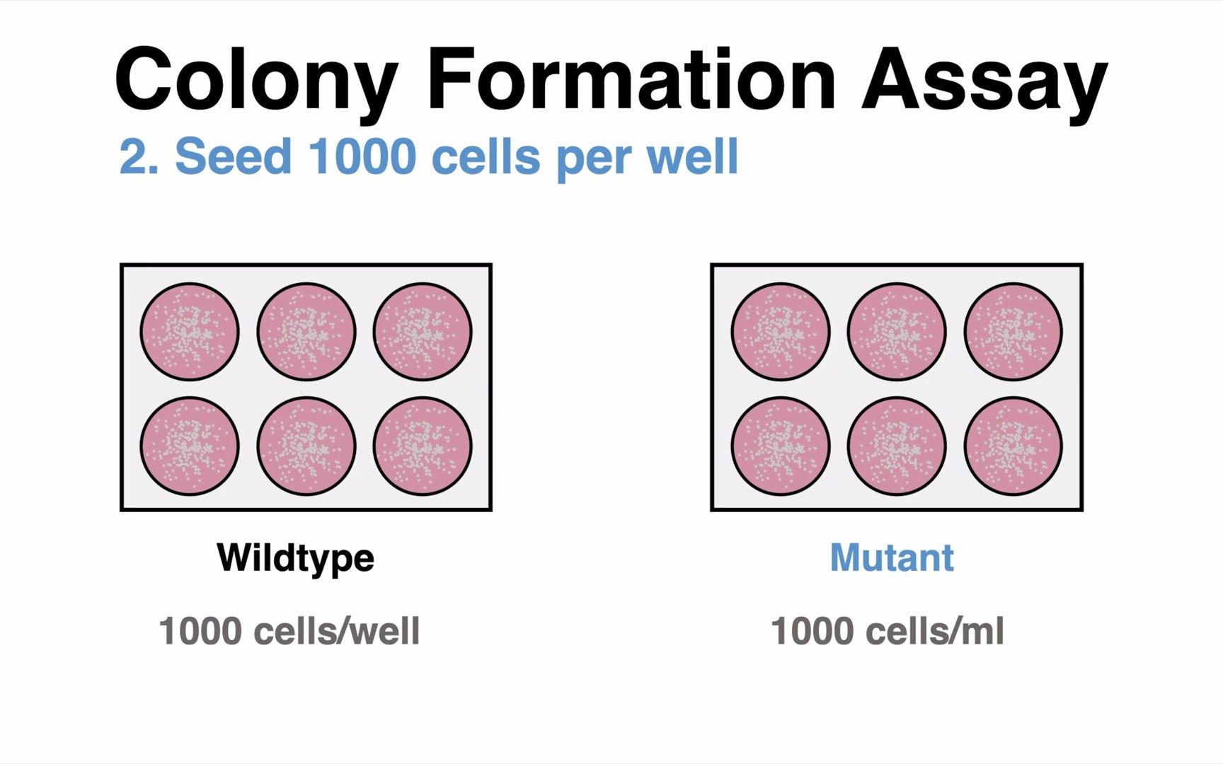 [图]克隆形成实验Clonogenic Cell Survival Assay (Colony Formation Assay)