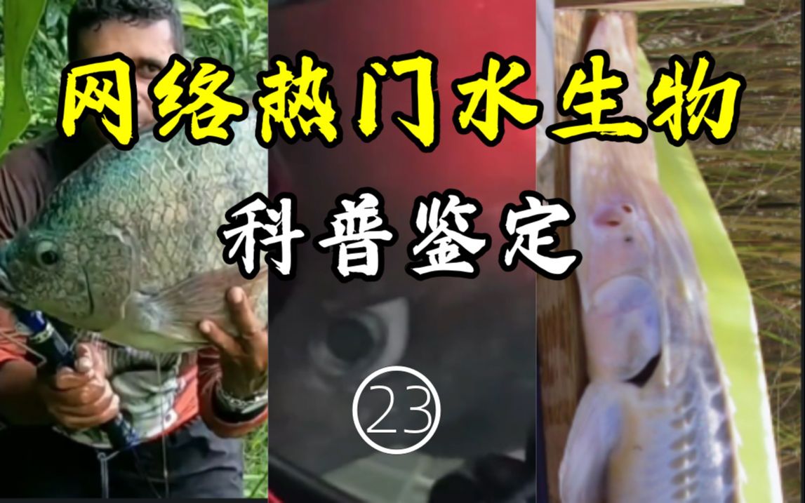 [图]鉴定网络热门水生物视频【23】