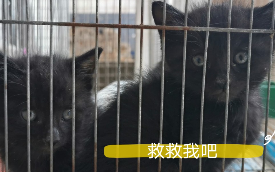 活动作品30块钱一条生命黑心老板不以为耻求助网友猫咪仅仅是工具吗