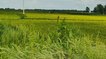 [图]在黑龙江的小镇田间小路驰骋，车速有点快，风吹麦浪，稻花香。