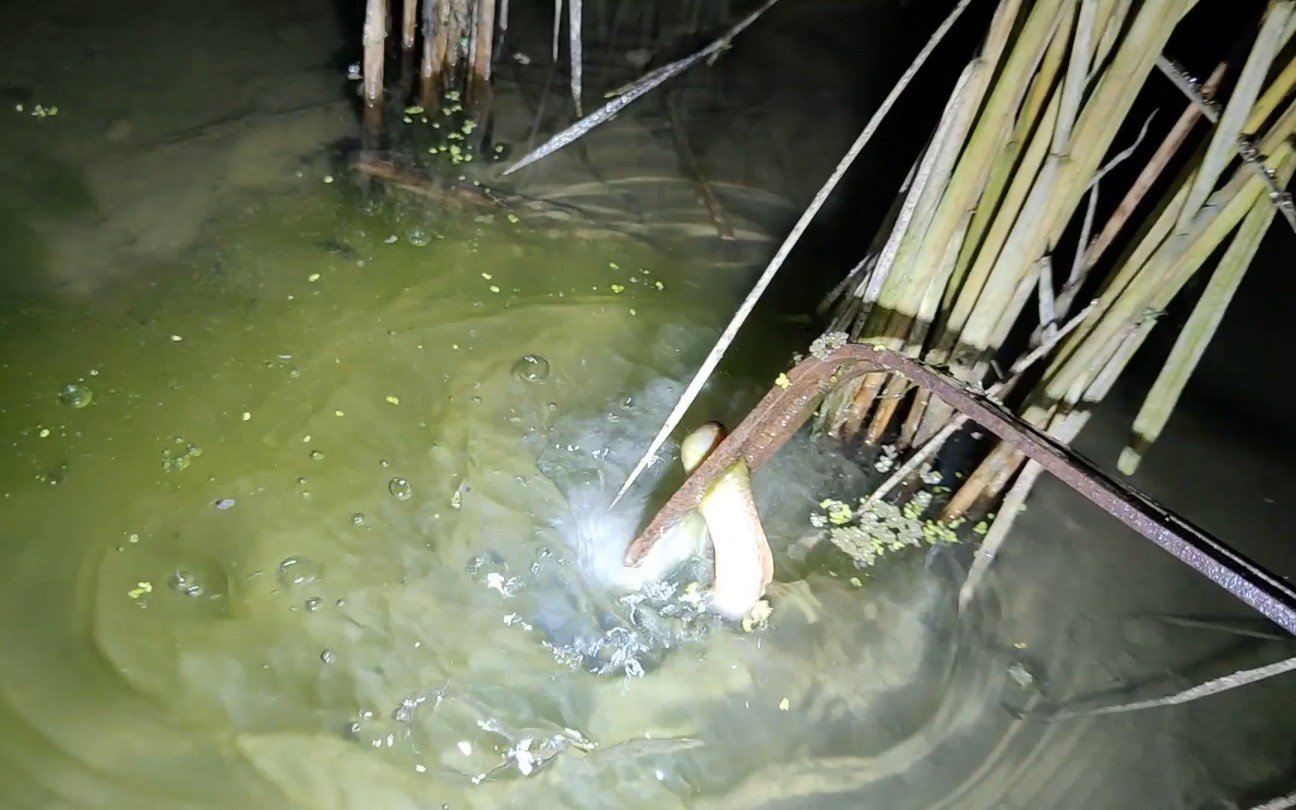 夜间闷热抓黄鳝,下田之后黄鳝泥鳅抓不停,半小时收获满满发财了哔哩哔哩bilibili