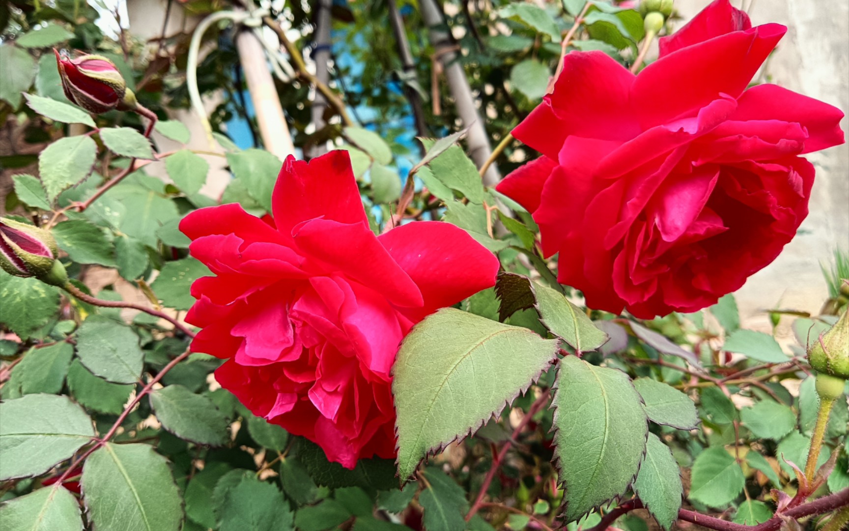 4月28日月季花开记录〕软香红开了好几朵,大游行即将爆花.