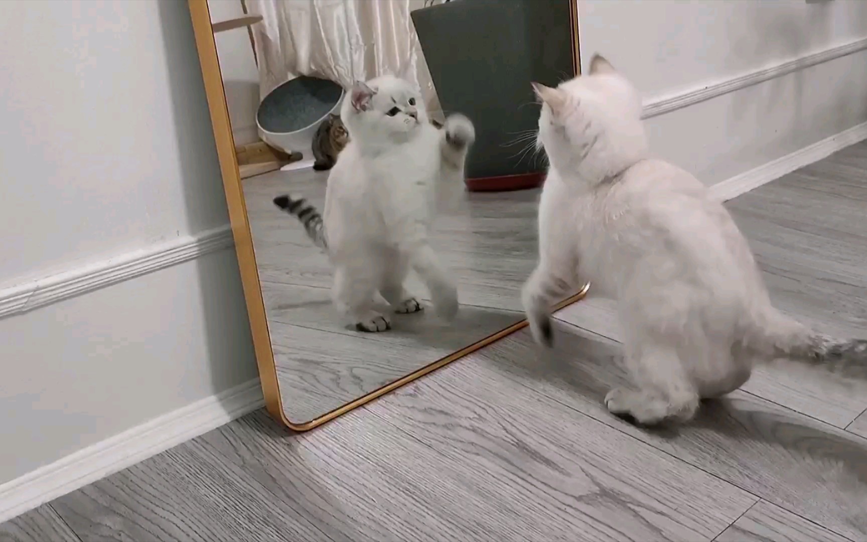 千万不要让你家猫照镜子,否则它就会认为镜子后面有猫!