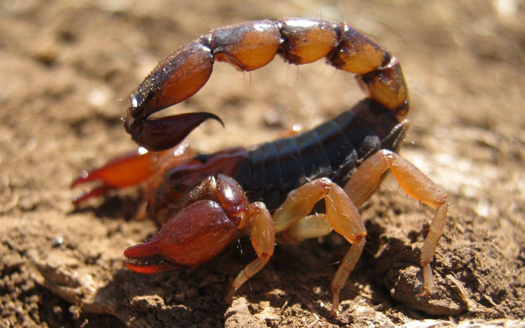 【转载】野生红色型博纳瑞亚沟尾蝎(bothriurus bonariensis)(不给分p