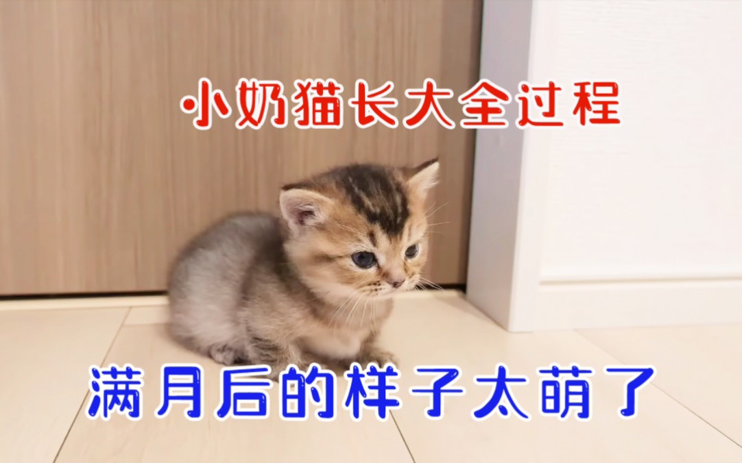 小奶猫从出生到满月的全过程,长大后的样子太可爱了.哔哩哔哩bilibili