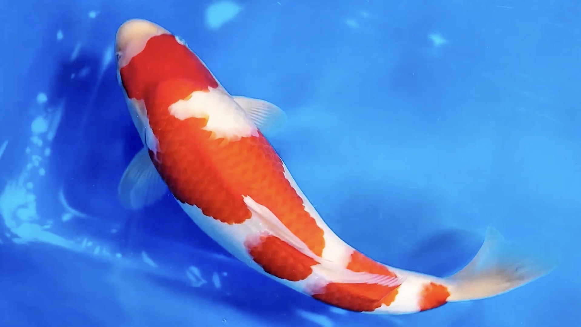 松江菖兰三段红白锦鲤,雌两岁四十加观赏鱼.