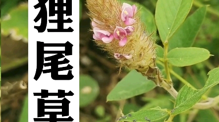 狸尾草,一种长着狐狸尾巴的草