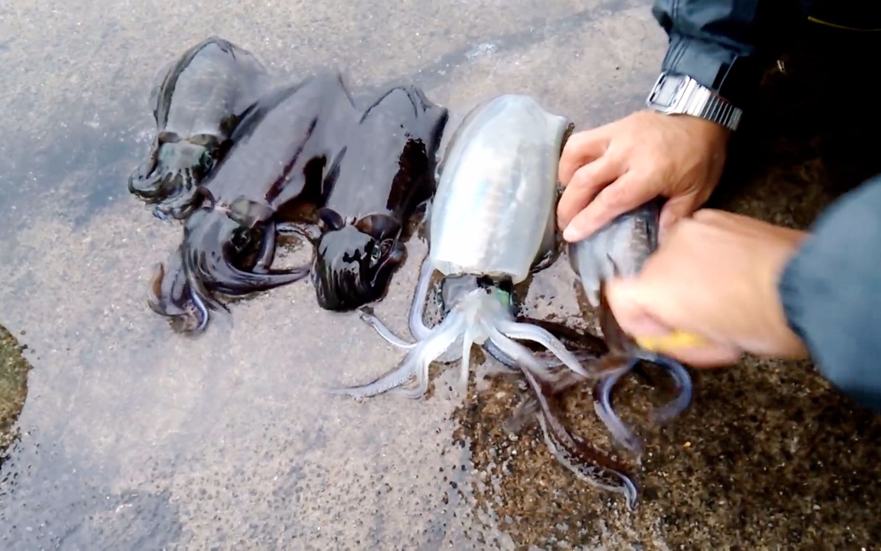 男人抓到几只乌贼,结果一剪刀下去,顿时"小脸煞白"!