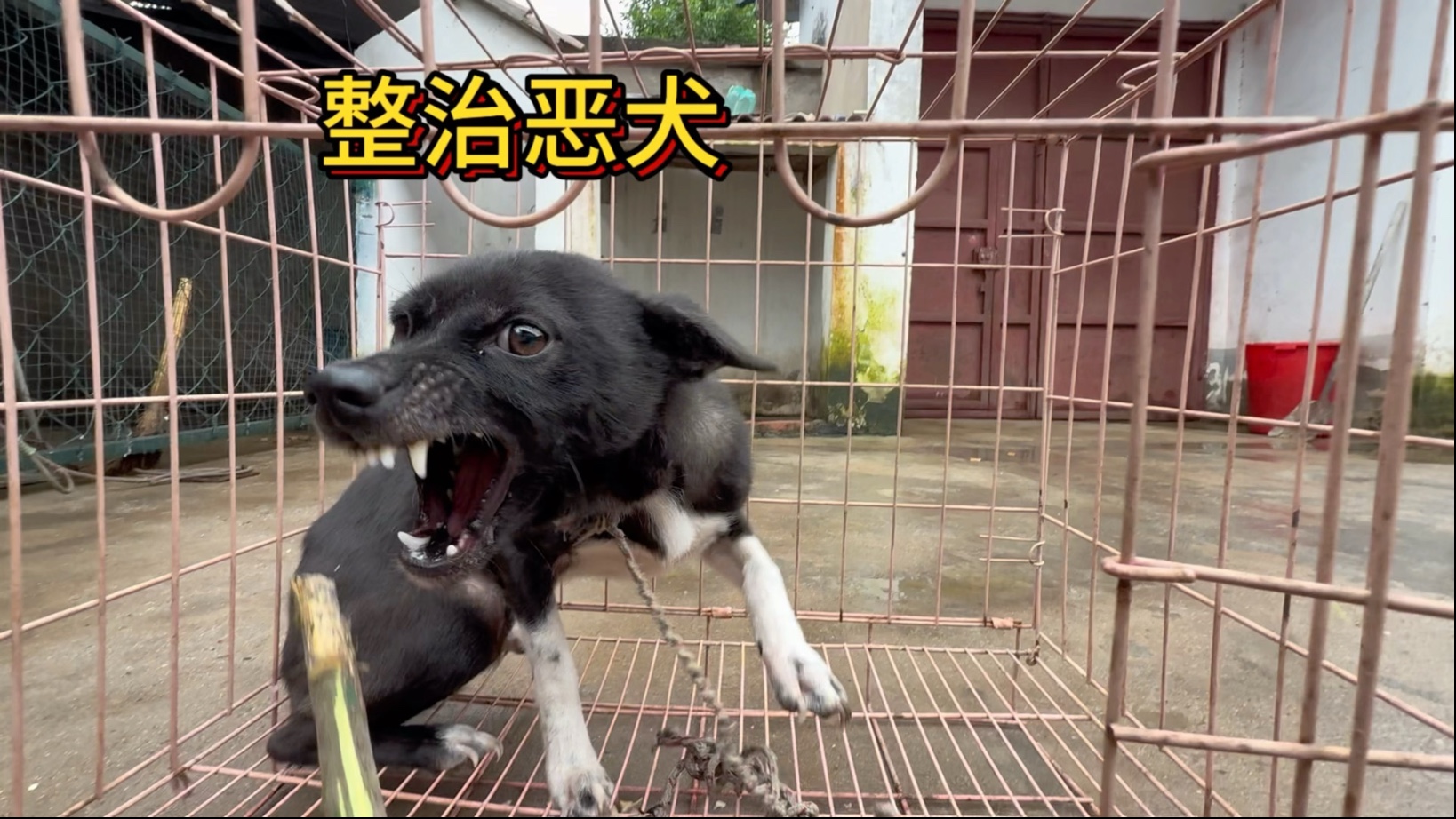 一大早粉丝堵门送来一只见人就咬追鸡撵鸭的恶犬，没有天生的恶犬只有不会教的主人。