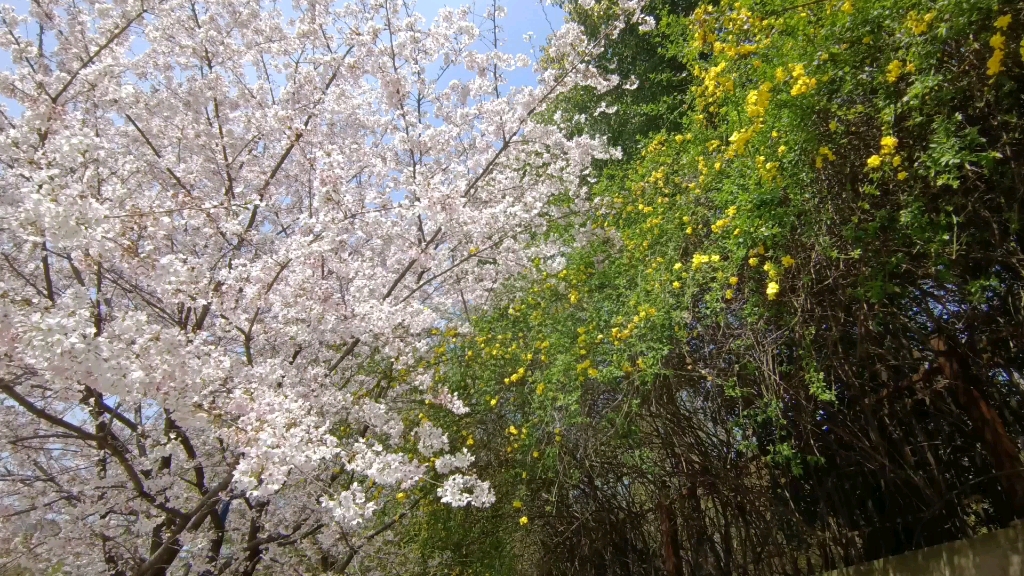 愿一路繁花相伴哔哩哔哩bilibili