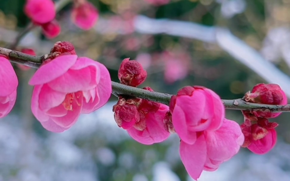 [图]#这就是大自然的魅力，谁说梅花没有泪？张家界森林公园雪中的一点红，