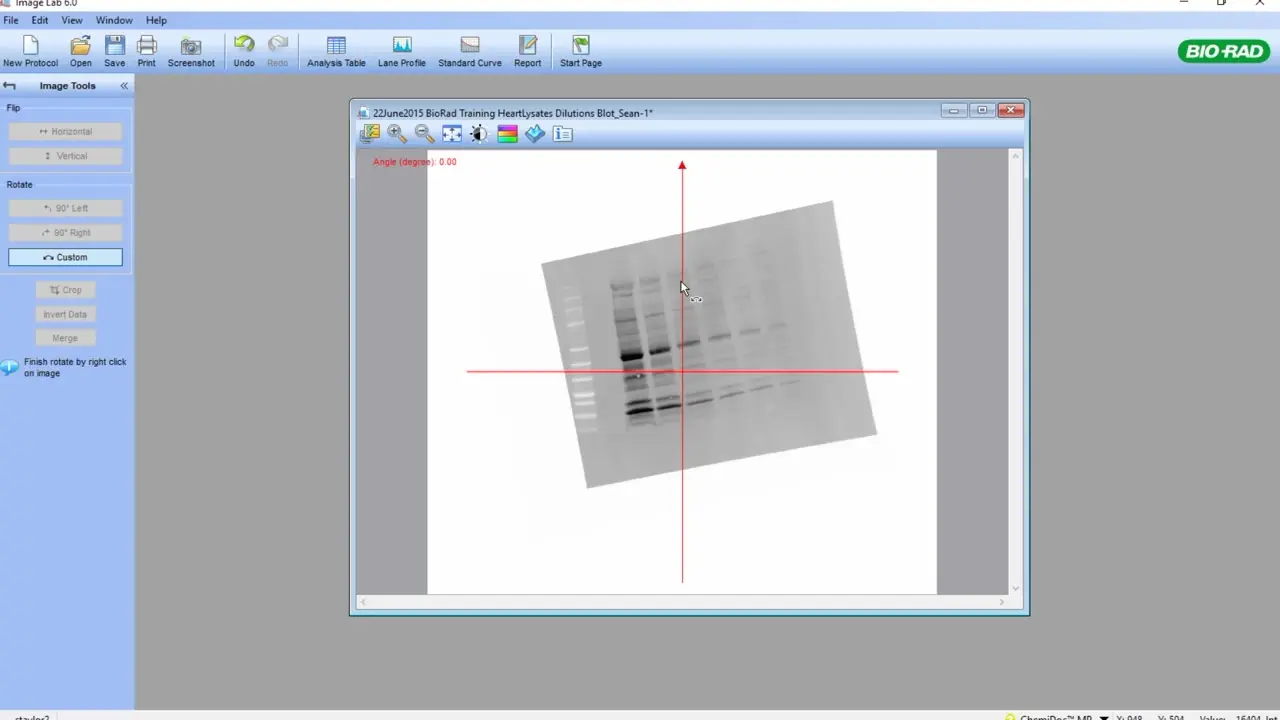 Image Lab Software - Densitometric Analysis of Gels and Western Blots ...