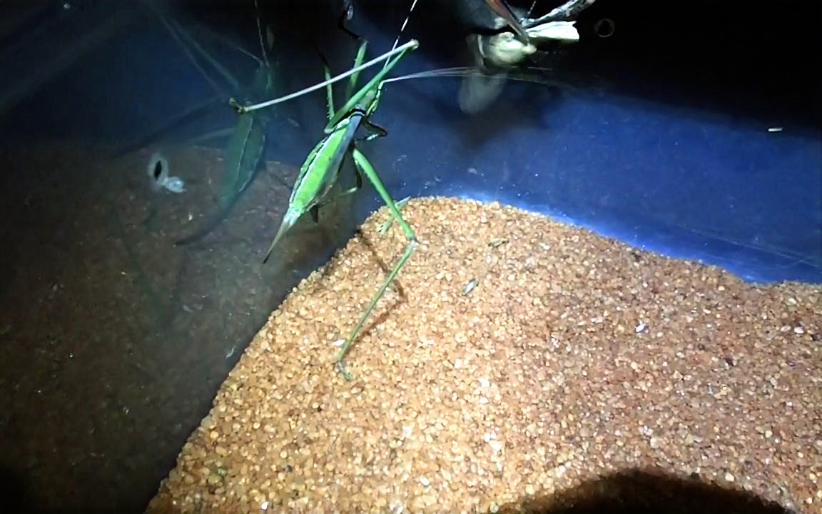 非洲亚螽吔蛾子