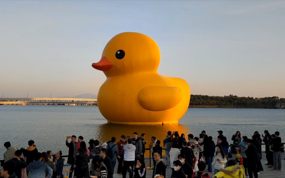 来啦 深圳的朋友们可以去逛逛哦 #深圳人才公园大黄鸭 #深圳人才公园