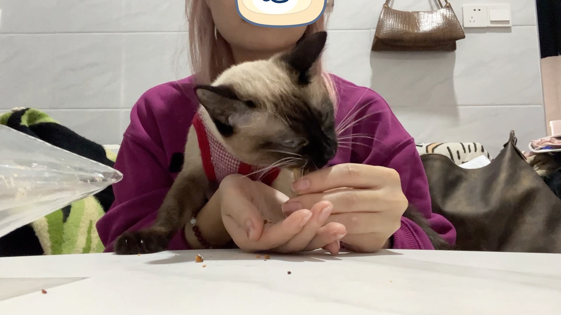 漏嘴小猫猫吃小鱼干