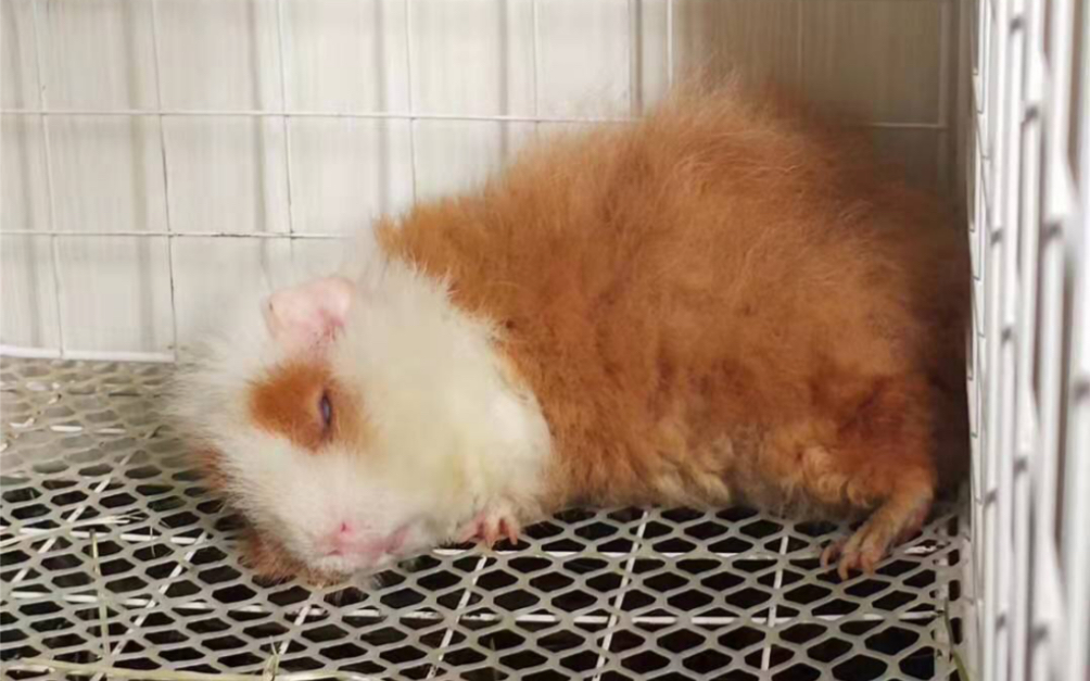 荷兰猪豚鼠天竺鼠死肥猪睡觉翻白眼u