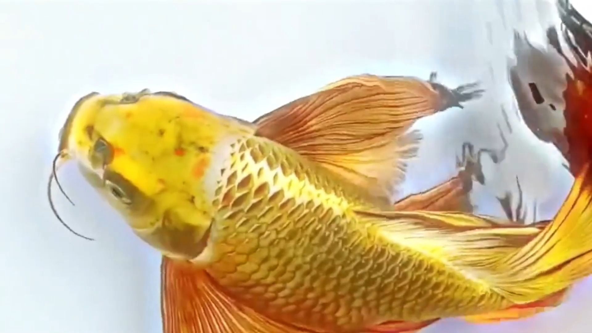 金色锦鲤接好运,希望大家都好运连连