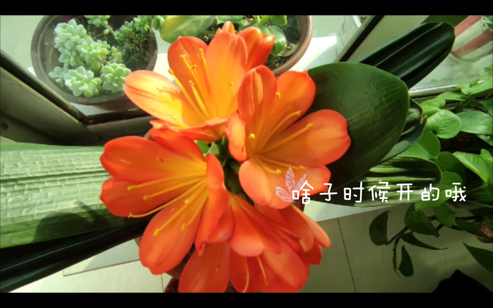 君子兰开花花哔哩哔哩bilibili