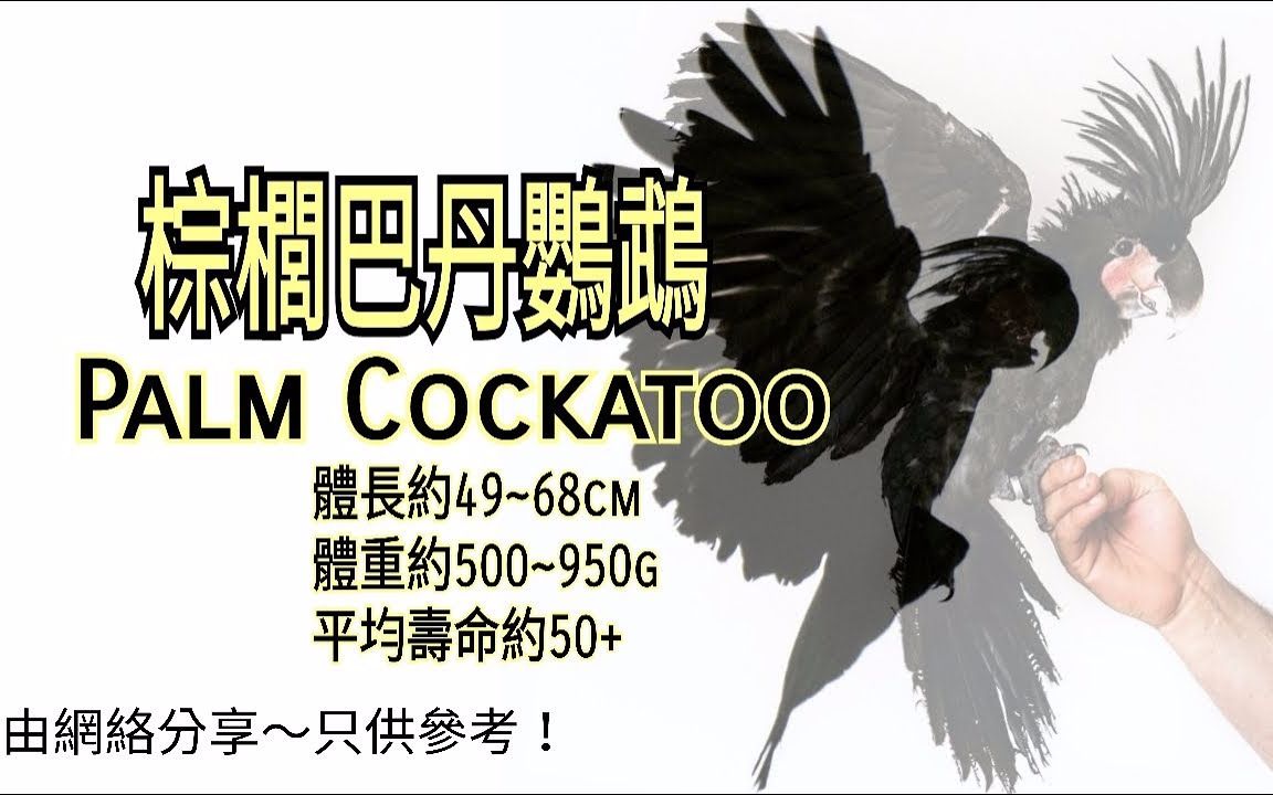 鹦鹉品种分享介绍 ~ 棕榈凤头鹦鹉 (Palm Cockatoo) ~ 黑葵花椰子金刚哔哩哔哩bilibili