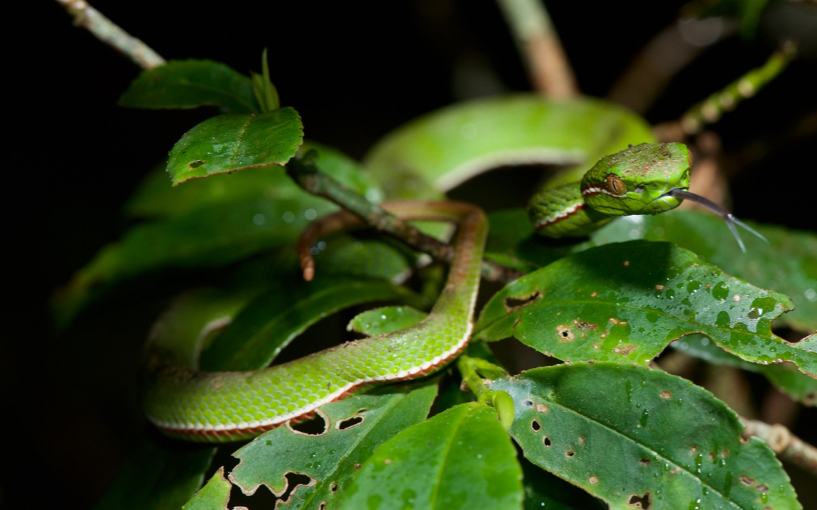 trimeresurus stejnegeri 野生的竹叶青