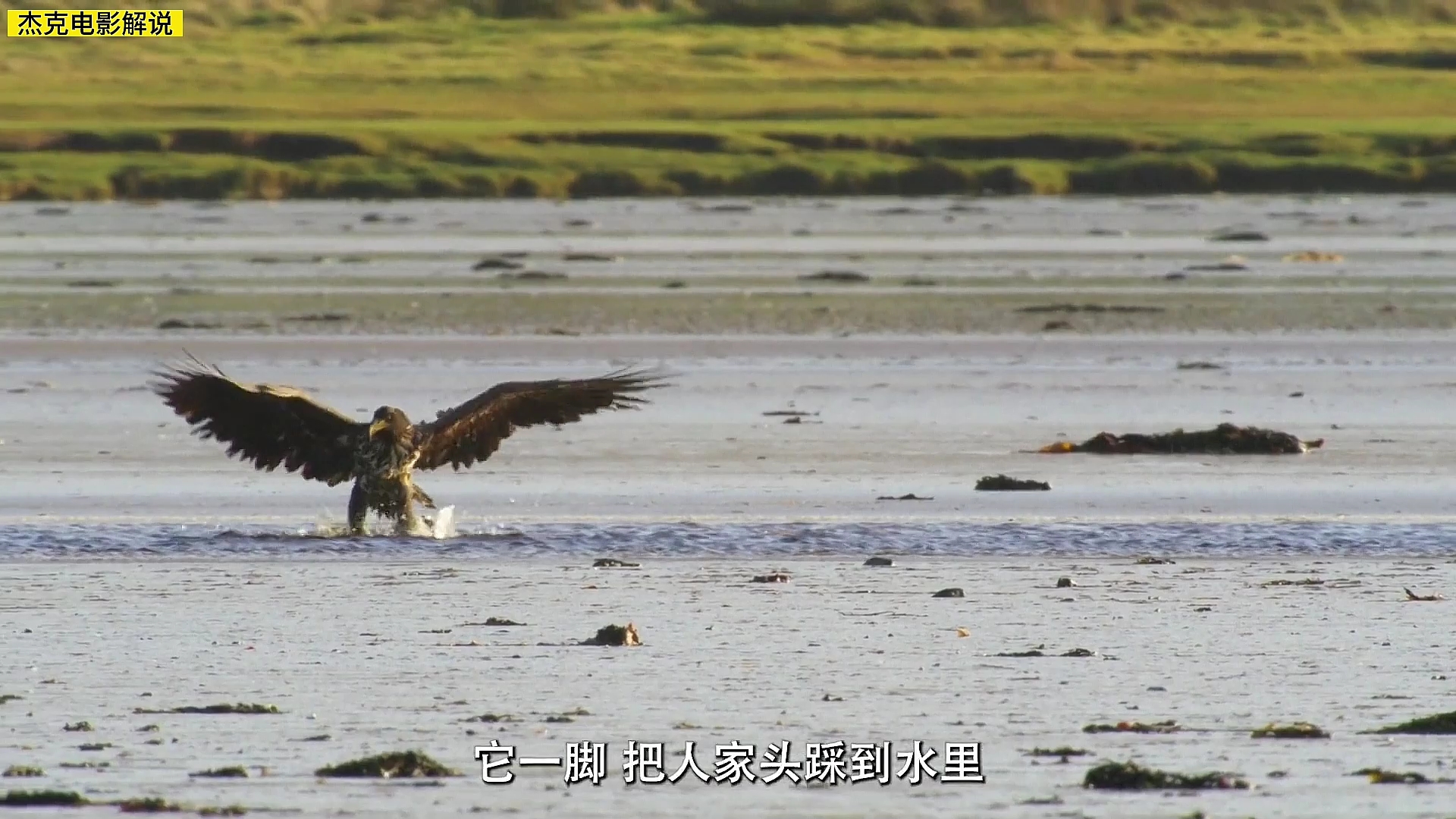 第20集英伦珍岛(2)白尾海雕苦练十年捕食黑雁,苦逼海鹦被抢劫 #纪录片 #动物哔哩哔哩bilibili