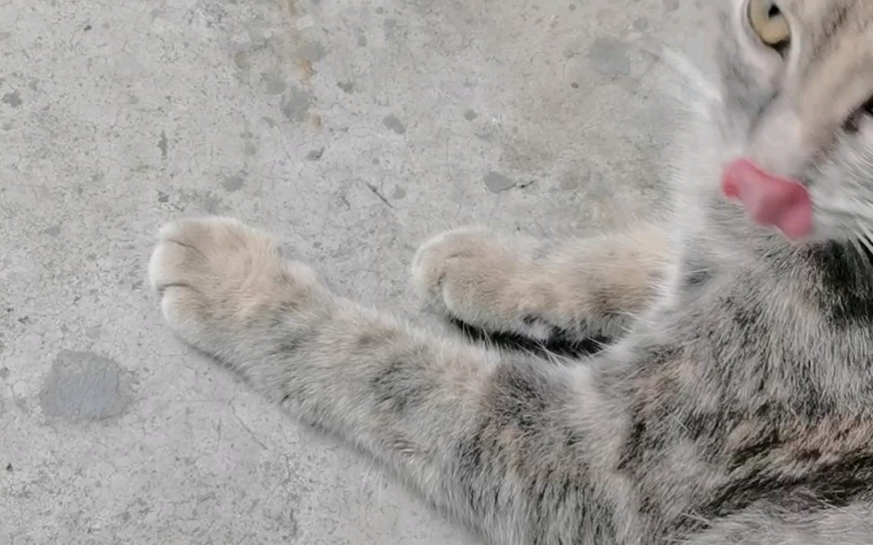 发现了个小舍利猫