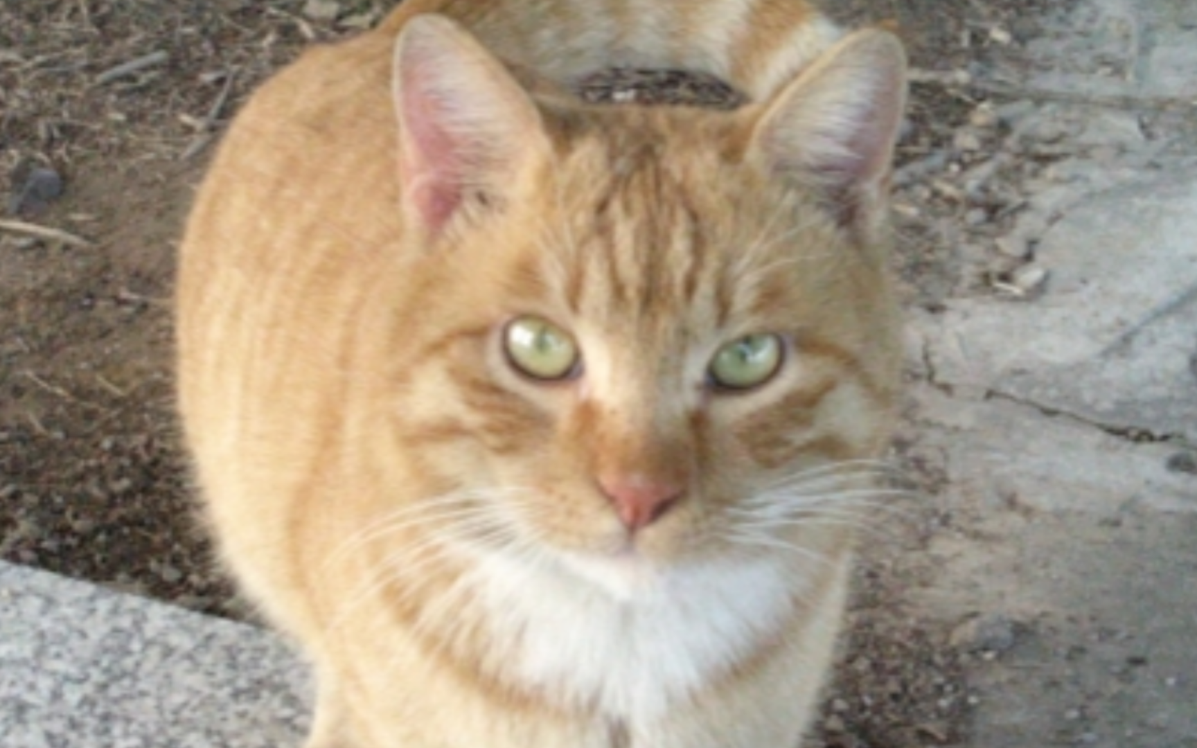 最大最肥的黄猫