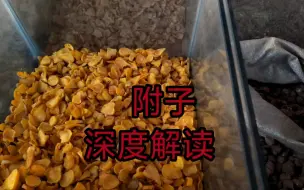 Download Video: 附子  深度解读  教你一些你能用到的知识