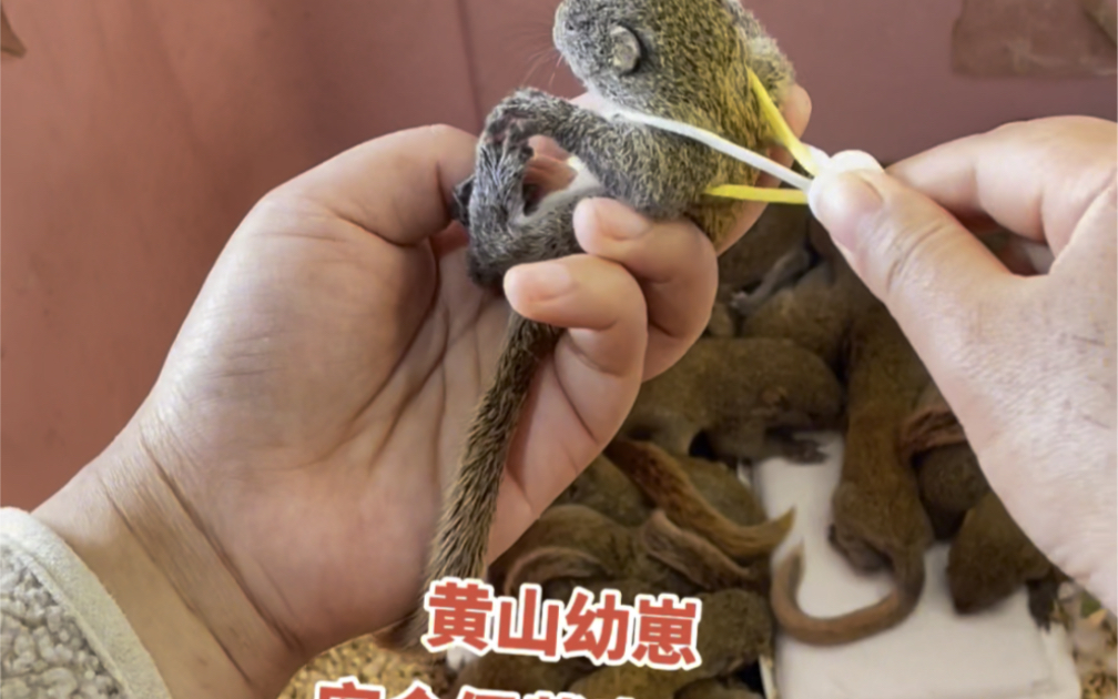 黄山松鼠幼崽第一次带牵引绳