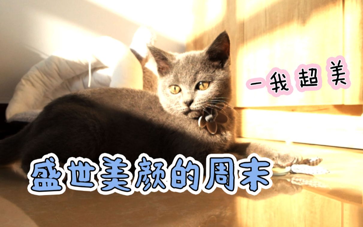 活动  小蓝猫终于下班啦,周末晒太阳真舒服,太漂亮了!