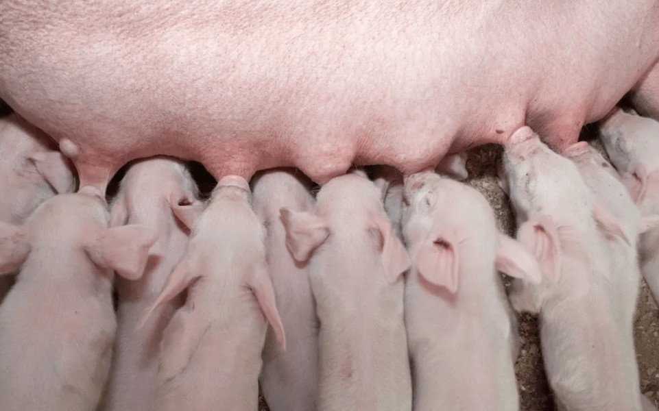 猪刚出生的样子的图片图片