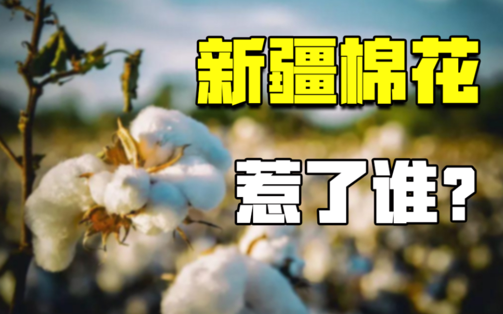 韩秀云西方抵制新疆棉花小丑竟是他自己