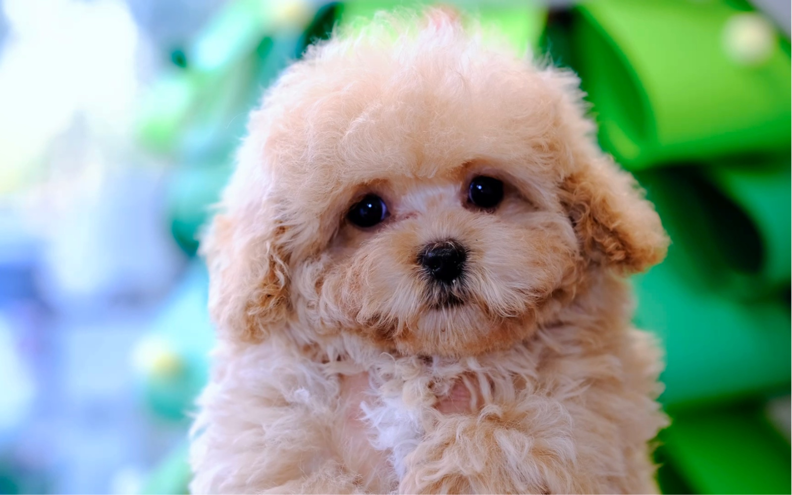 杭州15年 恩恩家香槟色泰迪 结缘嘉兴三针疫苗八联疫苗 接种完成第