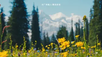 Скачать видео: 春天唯美满山花开雪山下的花海视频素材【光厂视频】