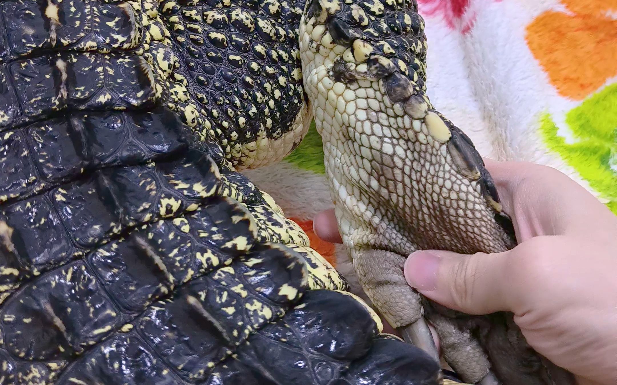 软乎乎的鳄鱼大爪爪