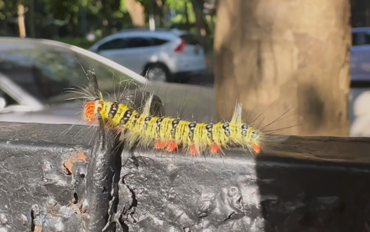 光天化日你遛弯儿也遛得太开心了吧(栎黄枯叶蛾)