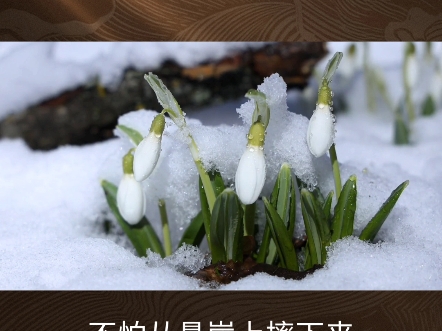 辰砂夜读:雪莲(艾青)哔哩哔哩bilibili