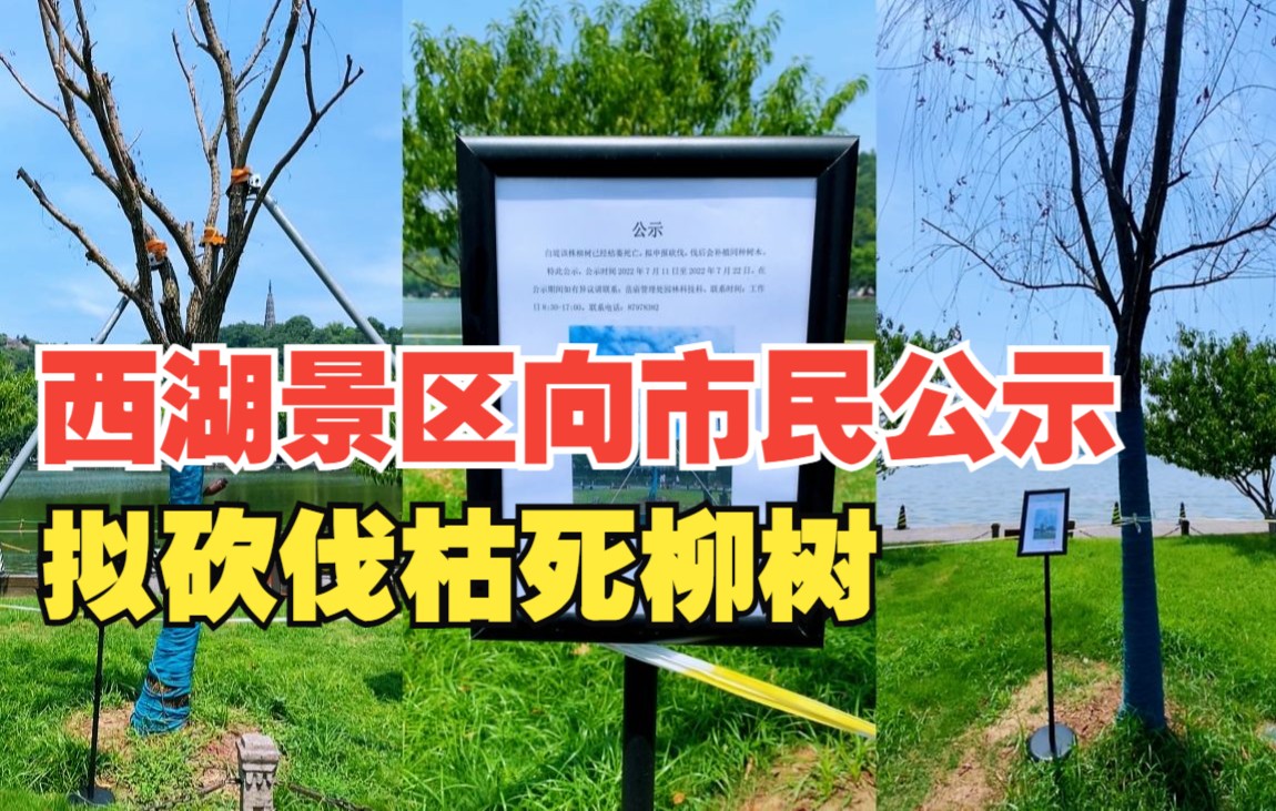 [图]【西湖景区向市民公示拟砍伐枯死柳树】杭州西湖断桥附近有两株柳树枯死 景区管理部门正在向市民公示