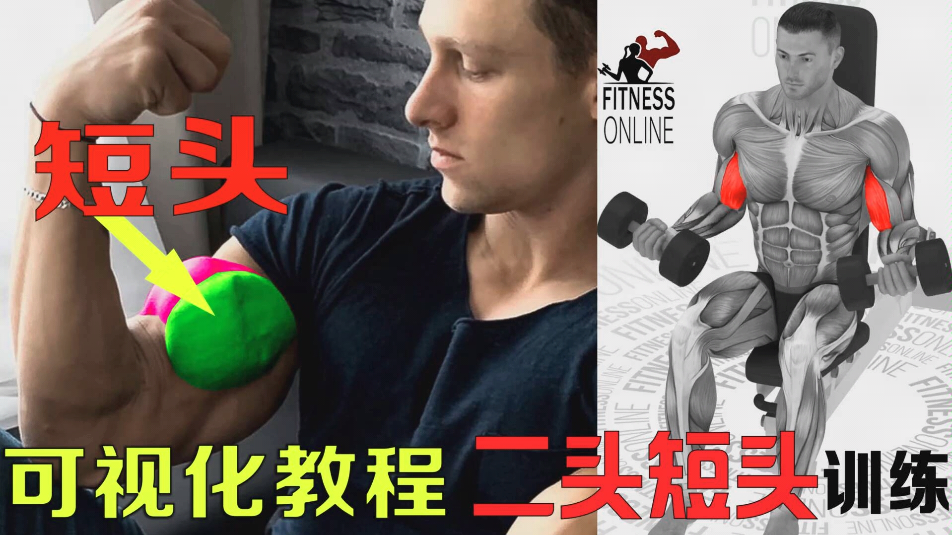 专业健身二头肌短头训练教程