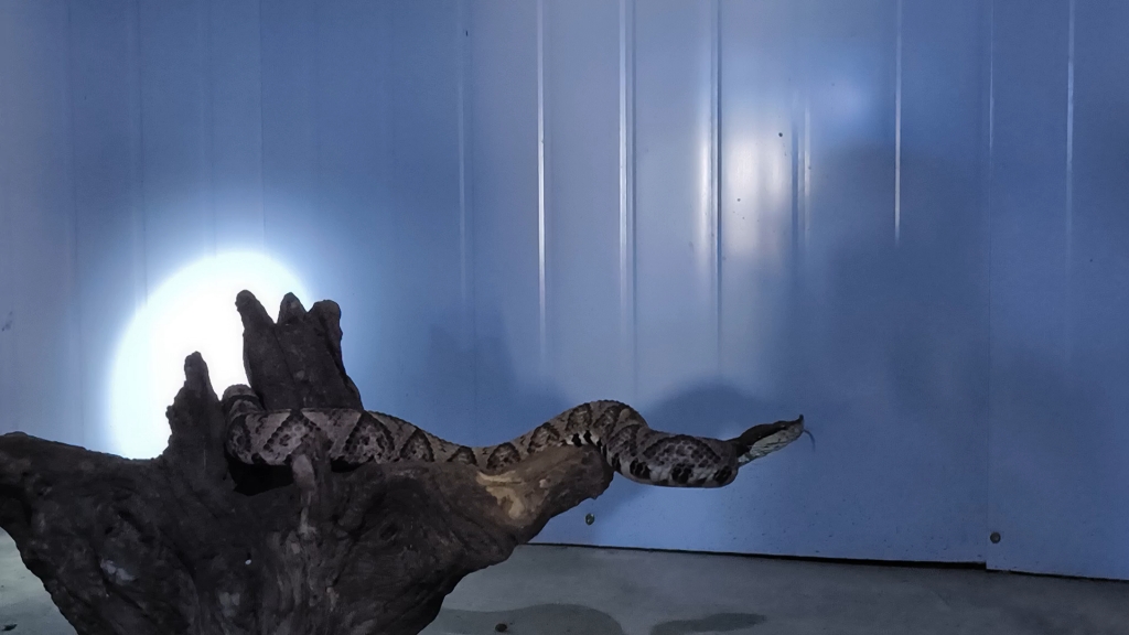 五步蛇 蕲蛇 尖吻蝮异宠 爬宠 五步蛇养殖基地