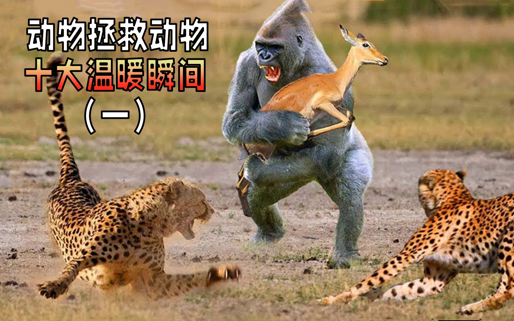 盘点动物拯救动物的十大温暖瞬间,传播正能量(一)