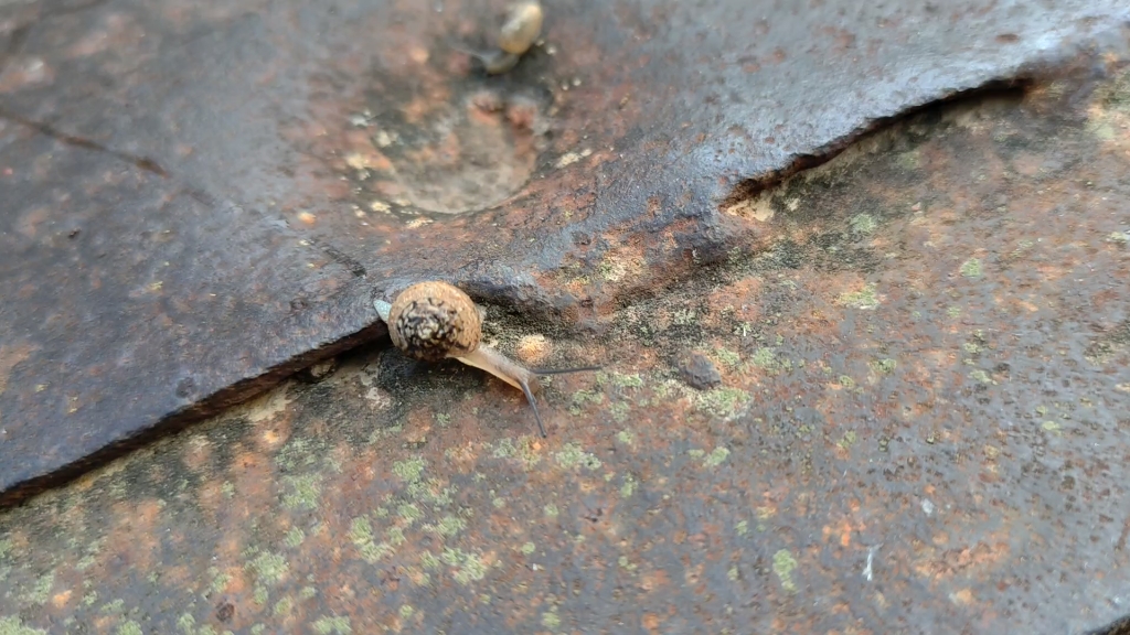农村的清晨,看蜗牛.