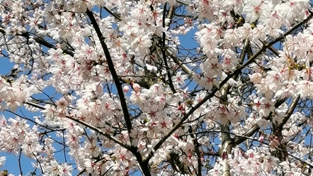 [图]樱花还是樱桃花？