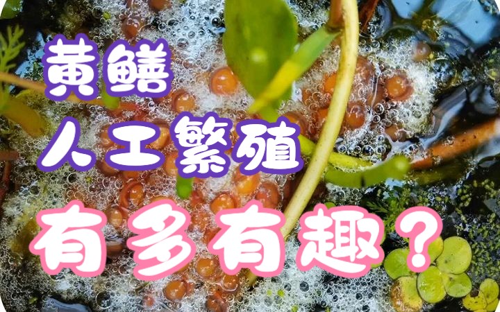 黄鳝人工繁殖有多有趣科普小知识哔哩哔哩bilibili