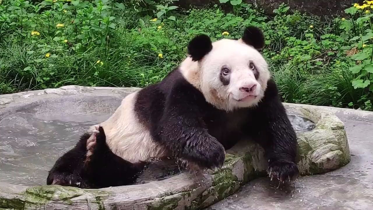 【大熊猫新星】大清早就开始泡起啦,老祖多泡澡舒服,长寿哦